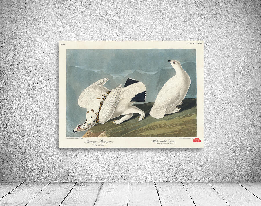 American Ptarmigan and White-tailed Grous Wall Preview