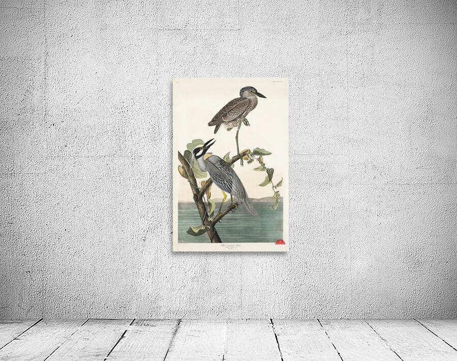 Yellow-Crowned Heron Wall Preview