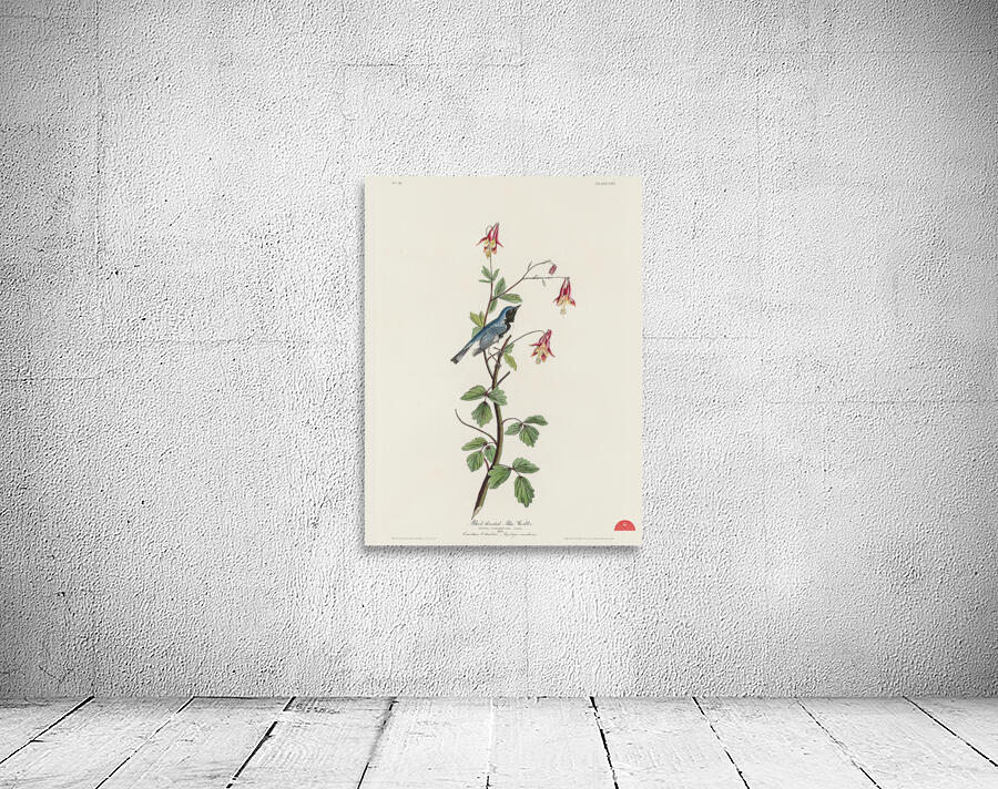 Black-throated Blue Warbler Wall Preview