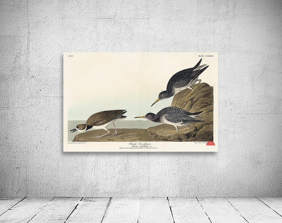 Purple Sandpiper Wall Preview