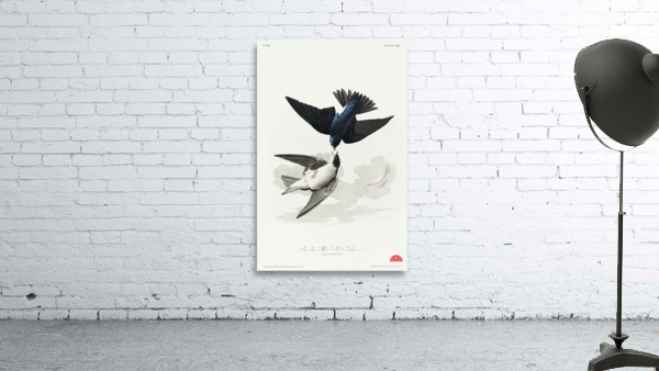 White-bellied Swallow Wall Preview