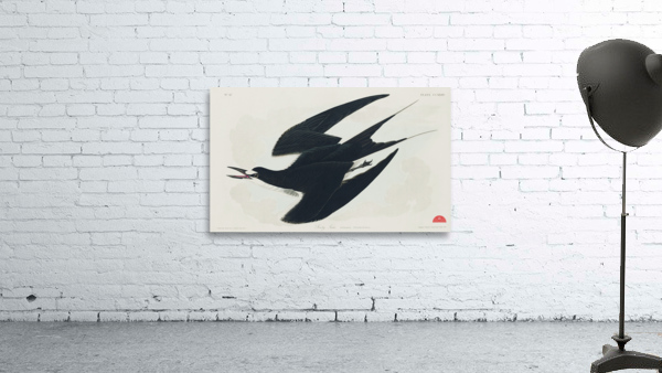 White-bellied Swallow Wall Preview