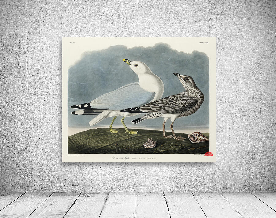 Common American Gull Wall Preview