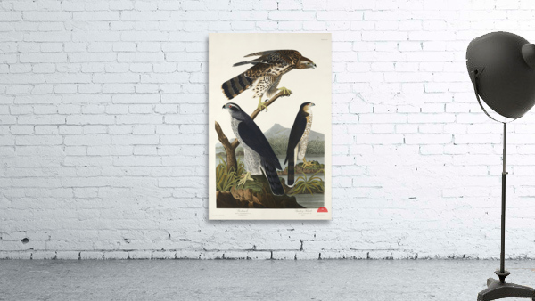 Goshawk and Stanley Hawk Wall Preview