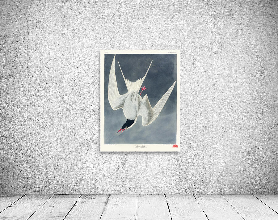 Great Tern Wall Preview