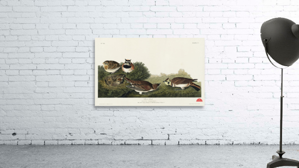 Shore Lark Wall Preview