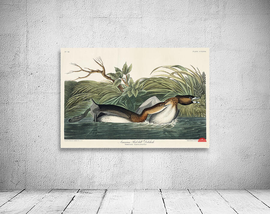 American Pied-billed Wall Preview