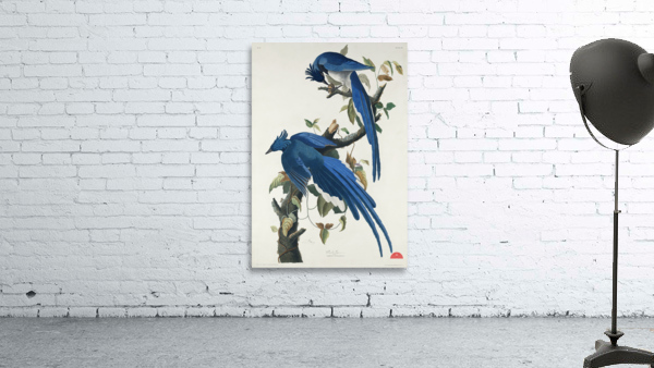 American Pied-billed Wall Preview