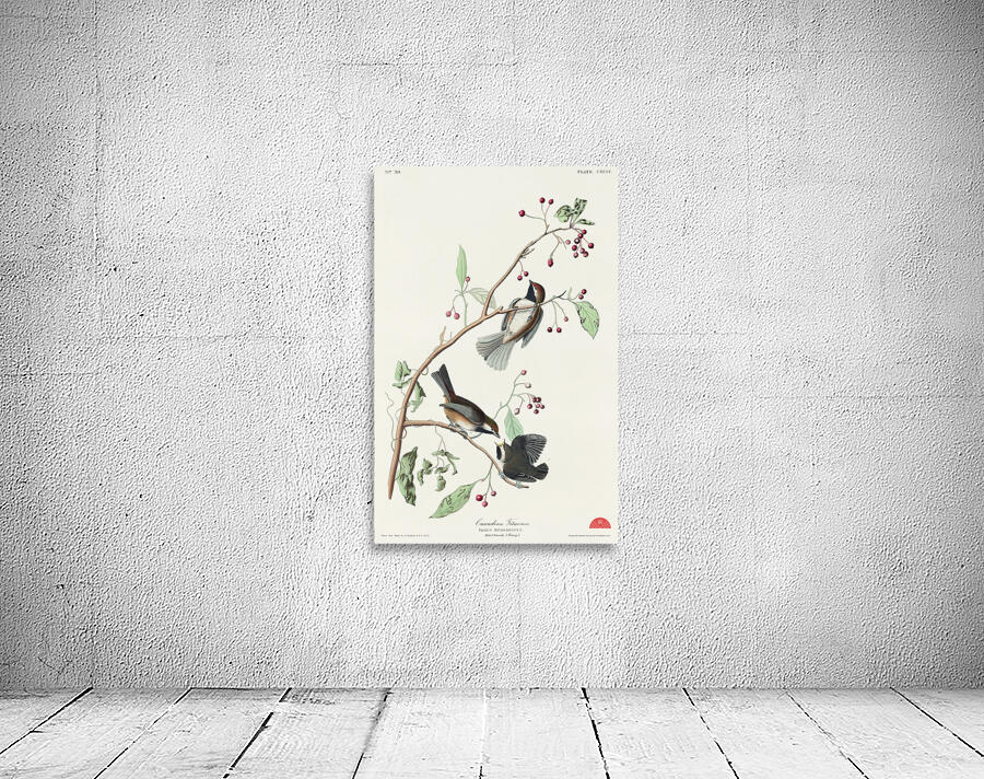 Canadian Titmouse Wall Preview