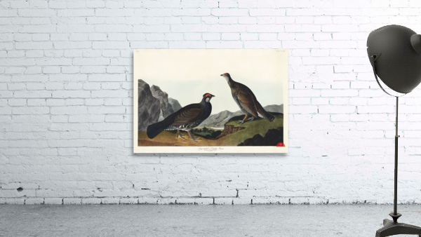 Long-tailed or Dusky Grous Wall Preview