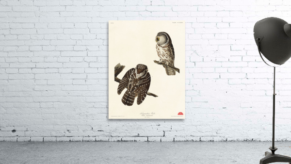 Tengmalms Owl Wall Preview