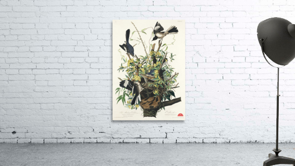 Mocking Bird Wall Preview