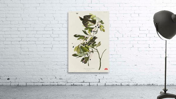 Small Green Crested Flycatcher Wall Preview