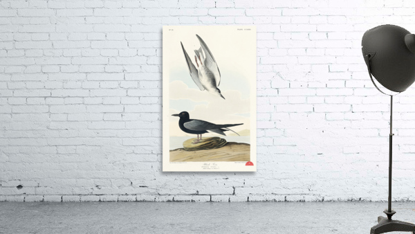 Black Tern Wall Preview