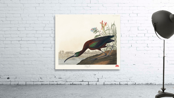 Glossy Ibis Wall Preview