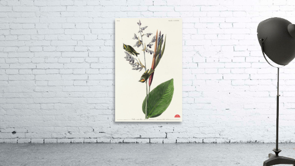 American Golden crested-Wren Wall Preview