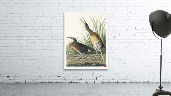 Salt Water Marsh Hen Wall Preview