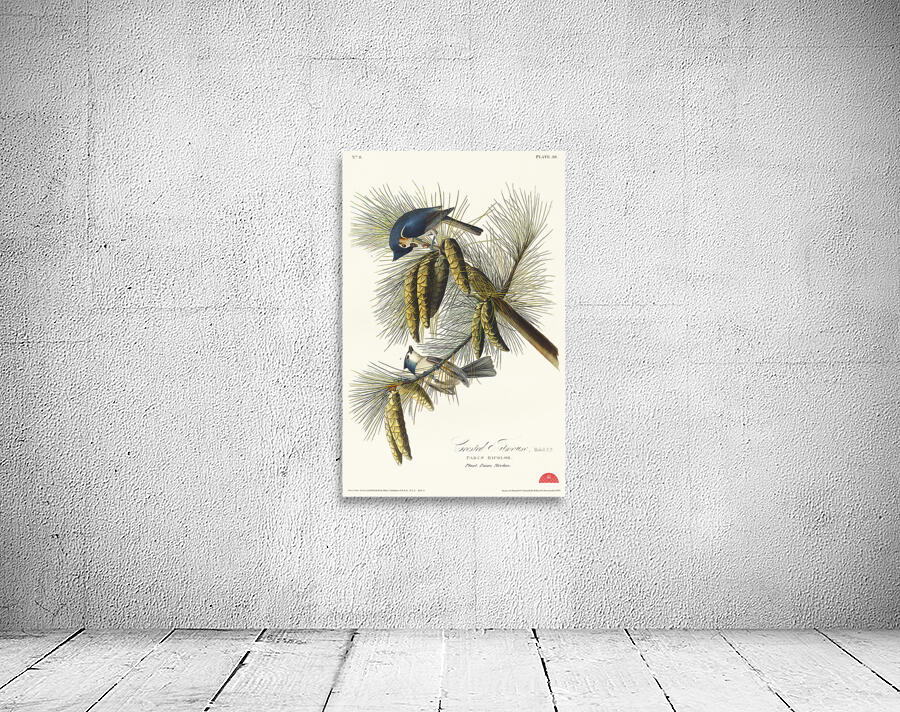 Crested Titmouse Wall Preview