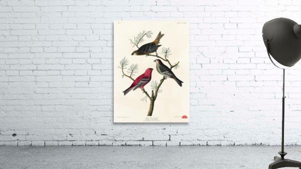 Pine Grosbeak Wall Preview