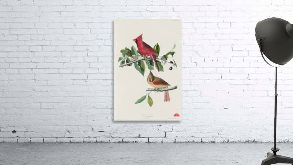 Cardinal Grosbeak Wall Preview