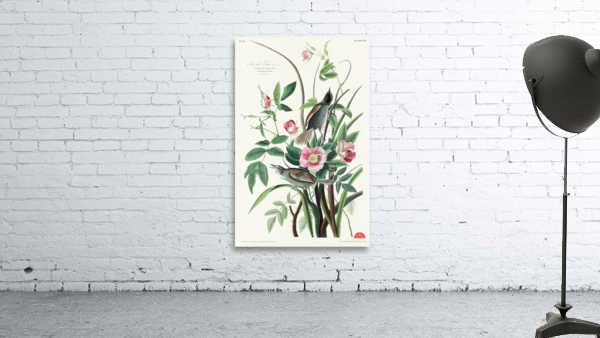 Seaside Finch Wall Preview