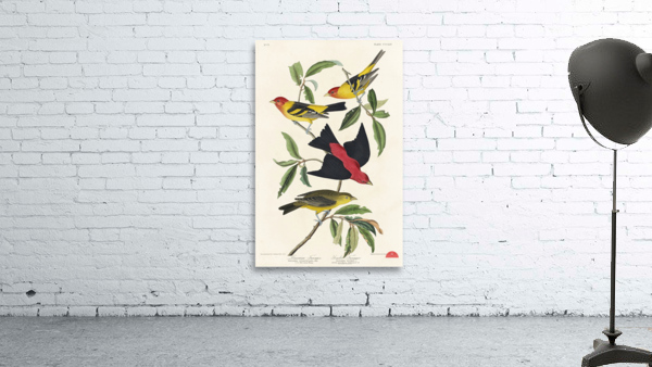 Louisiana Tanager and Scarlet Tanager Wall Preview