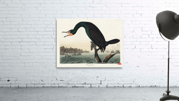 Florida Cormorant Wall Preview