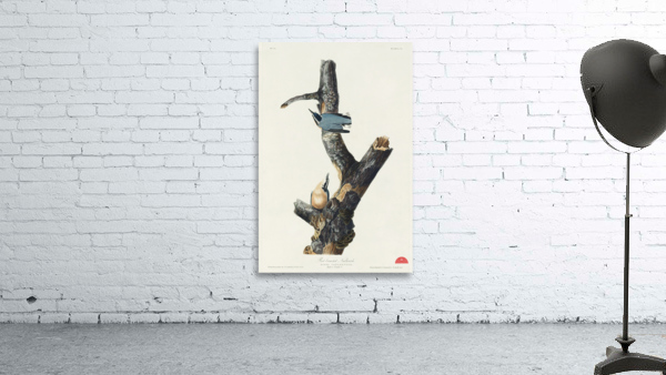 Red-breasted Nuthatch Wall Preview