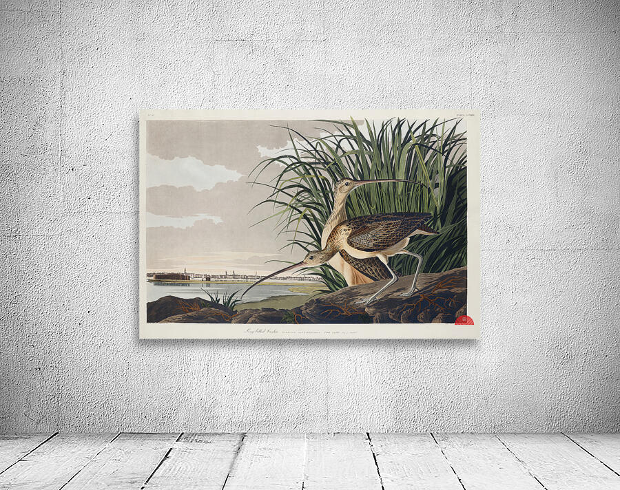 Long-billed Curlew Wall Preview