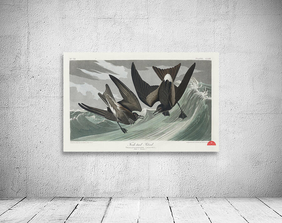 Fork-tailed Petrel Wall Preview