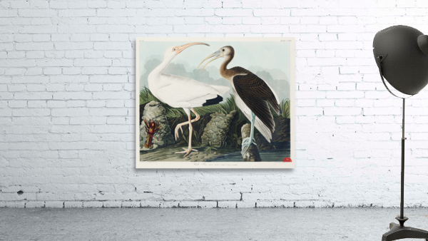 White Ibis Wall Preview