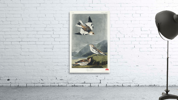 Snow Bunting Wall Preview