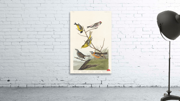 Arkansaw Siskin Mealy Red-poll Louisiana Tanager Townsends Bunting and Buff-breasted Finch Wall Preview