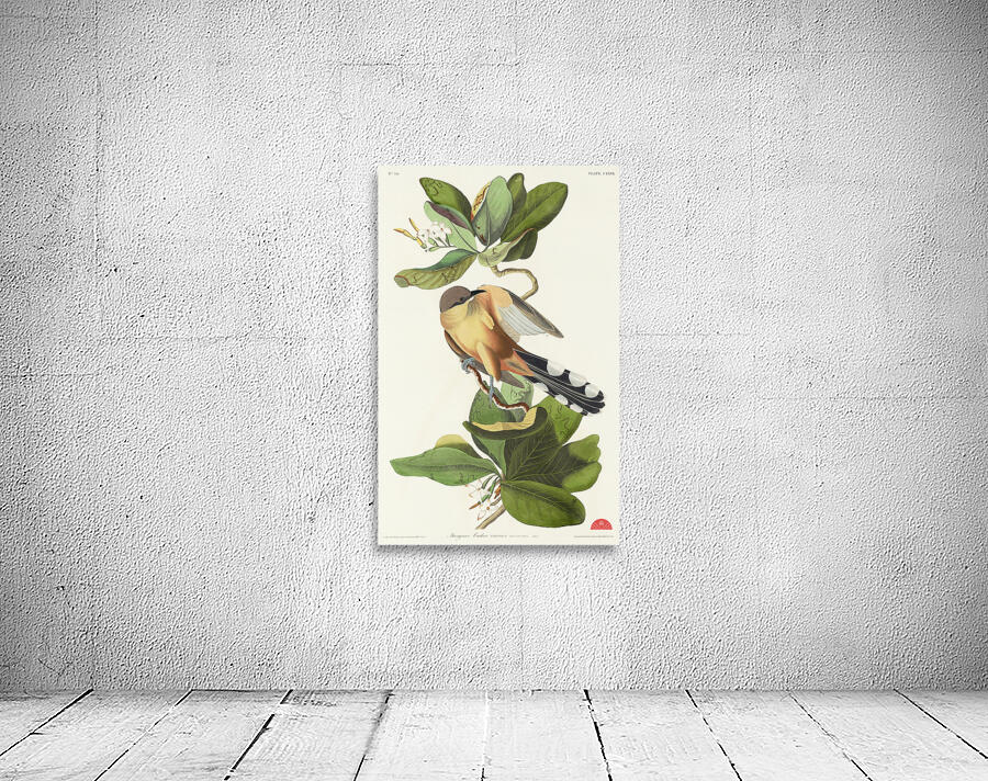 Mangrove Cuckoo Wall Preview