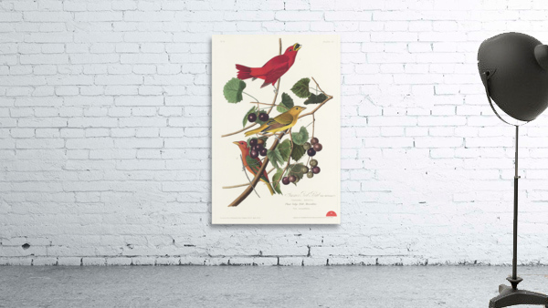 Summer Red Bird Wall Preview