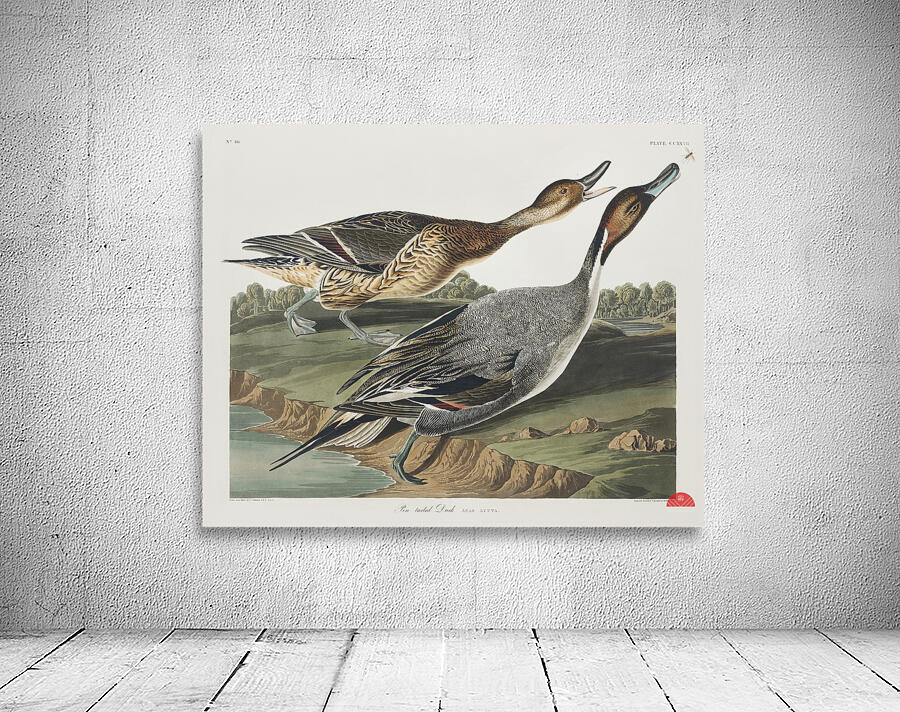 Pin-Tailed Duck Wall Preview
