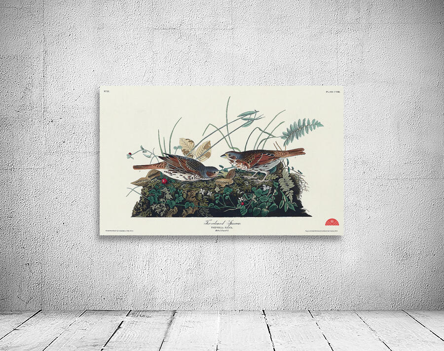 Fox-coloured Sparrow Wall Preview