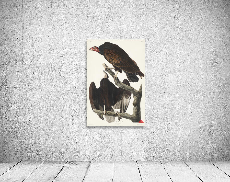 Turkey Buzzard Wall Preview