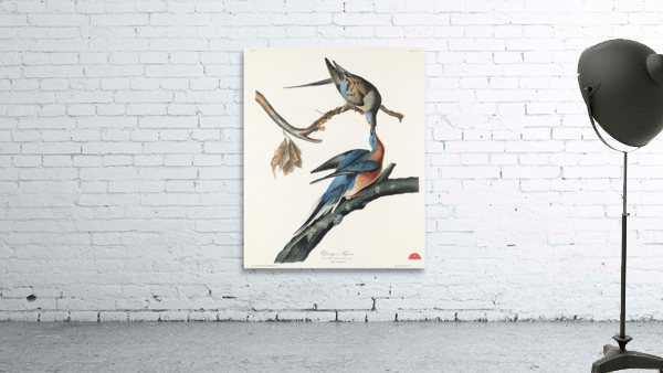 Passenger Pigeon Wall Preview