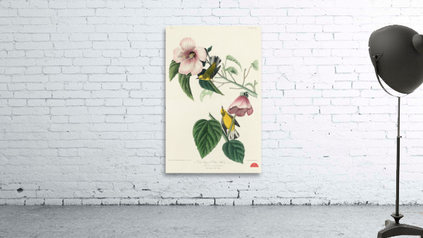 Blue-winged Yellow Warbler Wall Preview