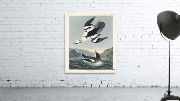 Smew or White Nun Wall Preview