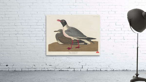 Black-headed Gull Wall Preview