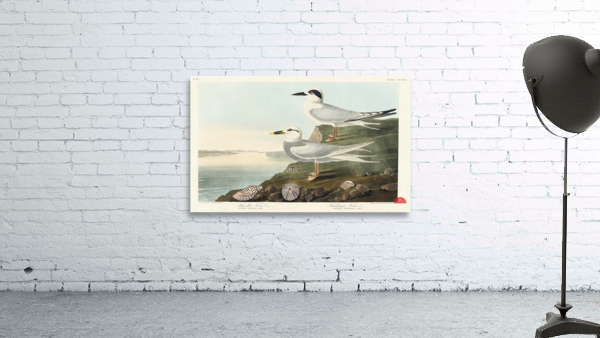 Havells Tern and Trudeaus Tern Wall Preview