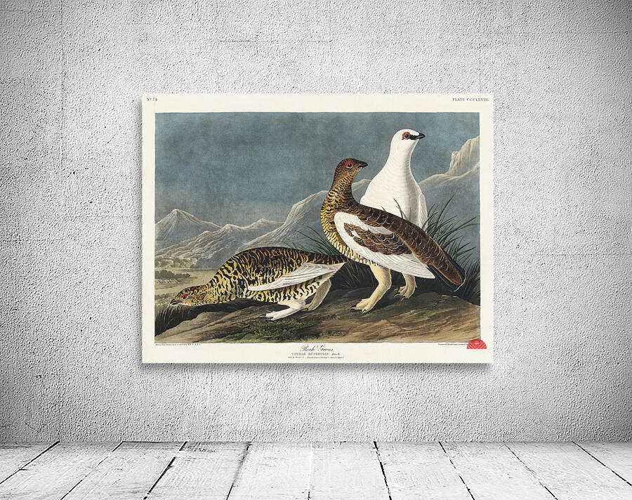 Rock Grous Wall Preview