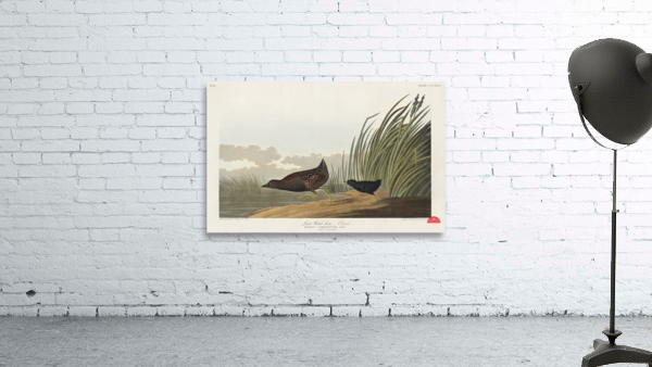 Least Water-hen Wall Preview