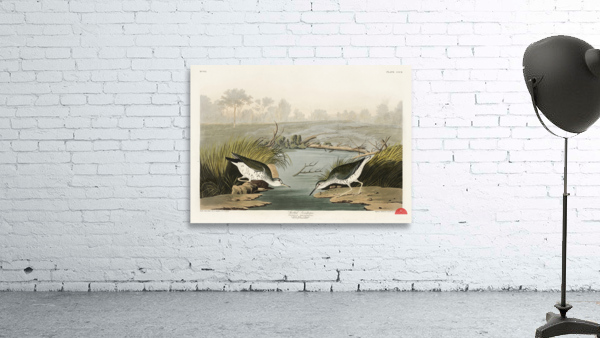 Spotted Sandpiper Wall Preview