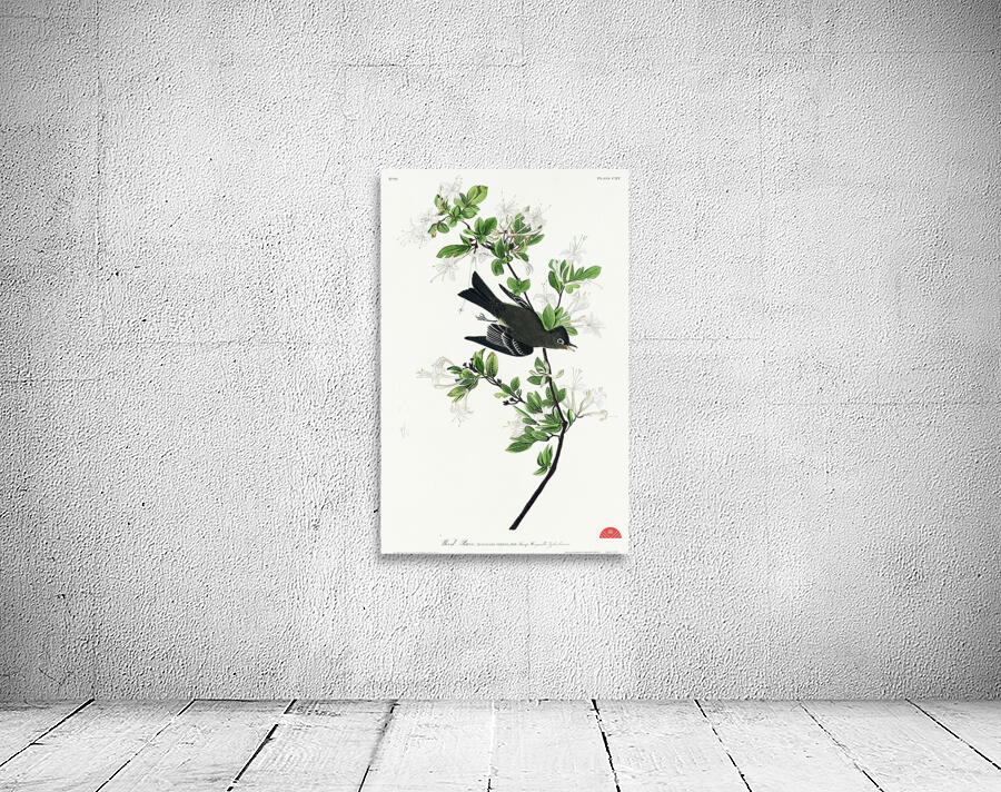 Wood Pewee Wall Preview