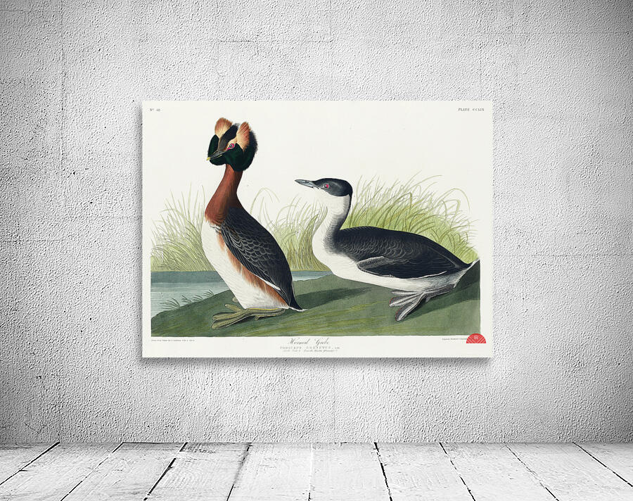 Horned Grebe Wall Preview