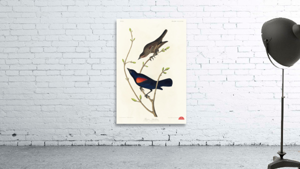 Prairie Starling Wall Preview