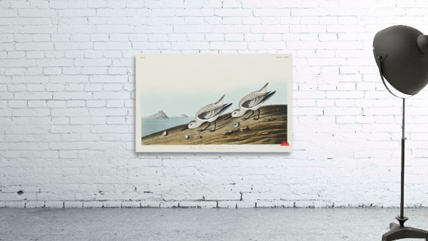 Sanderling Wall Preview